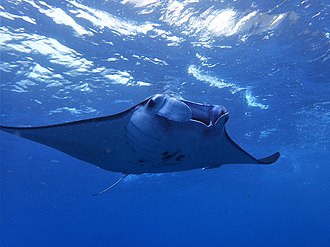 Nusa Penida Snorkeling